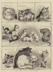 Chats primés au Crystal Palace